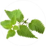 Lulutox Detox Tea Stevia Leaf