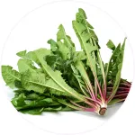 Lulutox Detox Tea Dandelion Leaf