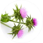 Lulutox Detox Tea Milk Thistle